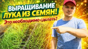 ВЫРАЩИВАНИЕ ЛУКА ИЗ СЕМЯН. ОЧЕНЬ ВАЖНЫЕ ДЕЙСТВИЯ-ПОДРЕЗКА И ПИКИРОВКА