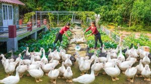 Продаю стадо взрослых гусей. Покупаю на выращивание цыплят. Работаю в огороде. Серия 64. Ли Фук Ви