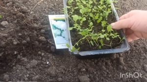 Жизнь_в_деревне🥰,_Рассада._15_апр...ершова._Живем_в_деревне.___Дзен_5