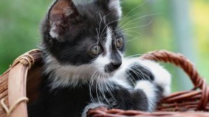 У гоп стоп 6 котят и ещё беременная кошка .