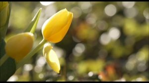 Одна монета притянет достаток на год. Сделайте это до заката.