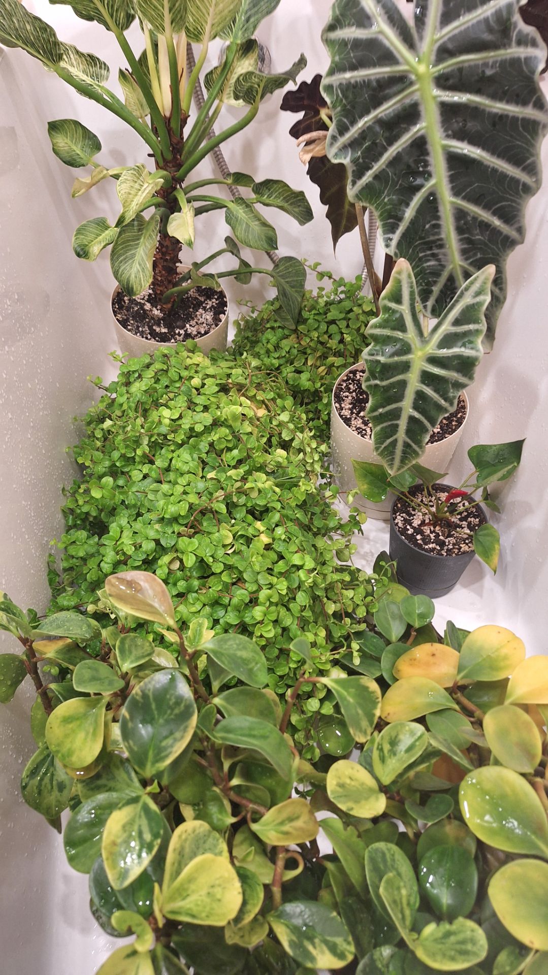 Цветы принимают душ