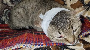 Отчаяние и боль!  24-03-2026