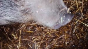 Кролики/Вьетнамские свиньи/Хозяйство/Любимые животные.