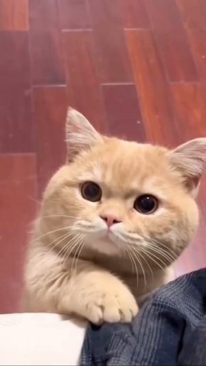 Меня кто-нибудь сегодня будет гладить?