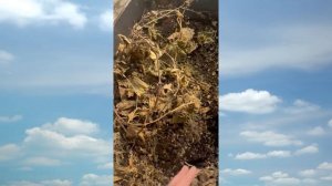 Как мы посадили Виноград в Сибири