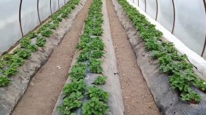 Агроном клубничник на объекте по агросопровождению, ст. Старокорсунская