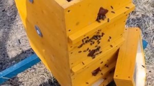 БУРНЫЙ РОСТ ПЧЕЛИНЫХ СЕМЕЙ. Повтор.