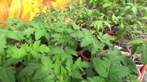 Схема посадки Томатных Гномов. Ответ на вопрос зрителей.