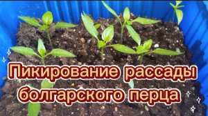 Пикирование рассады болгарского перца: мои технологии и полезные советы