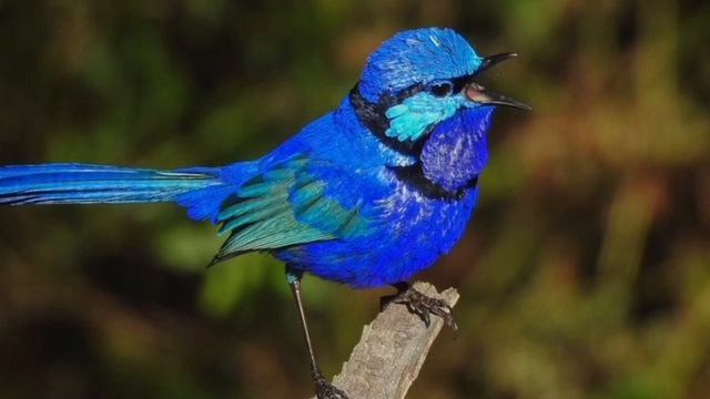 Голубой расписной малюр/релакс для отдыха и души