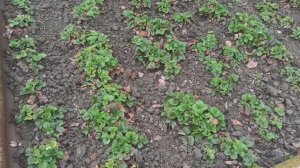 Подкормила клубнику. Обзор огорода.