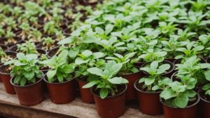 ЯНТАРНАЯ КИСЛОТА ДЛЯ РАССАДЫ. Как эффективно применять янтарную кислоту для выращивания рассады