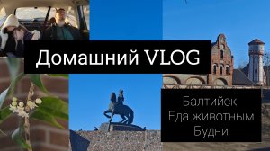 Домашний влог// Балтийск// еда животным// будни