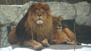 Идеальный день для льва Ричарда, это вместе с Найти, потом порознь и снова вместе.