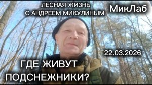 Где живут подснежники? Лесная Жизнь с Андреем Микулиным. Выпуск от 22.03.2026. МикЛаб