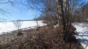 Овраг, открыл сезон копа. Первые монеты 2026г.