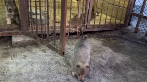 Щенки от вязки Ханчик-Злюка