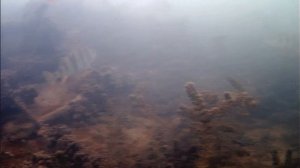 Подводное 20.03