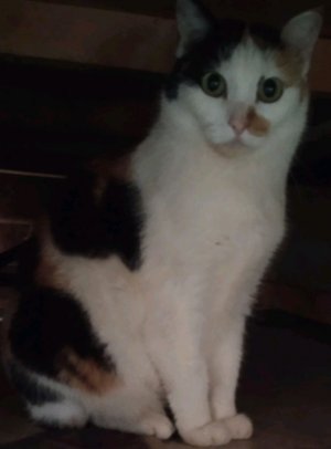 جان چیز دِوان صل اُوب دل تی