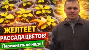 ПОЧЕМУ ЖЕЛТЕЕТ РАССАДА ЦВЕТОВ?