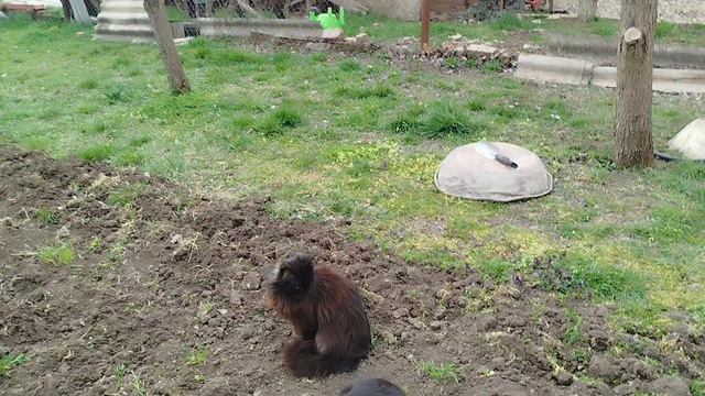 Обзор котосемейства 