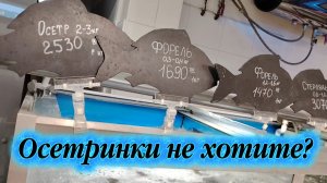 Осетринки не хотите? Свежая рыба в магазинах "Табрис"
