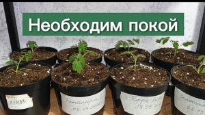 Это нужно рассаде томатов сразу после пикировки.