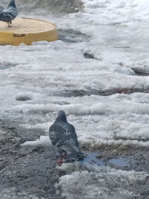 але але але