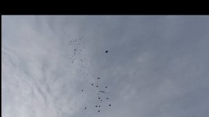 Голуби Николаевские