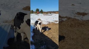 1 ДЕБЮТ В ВЫРАЩИВАНИИ ТЕЛЯТ НА ПЕНСИИ