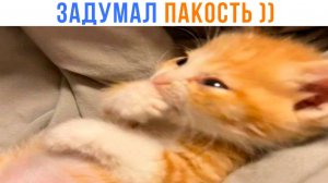 Задумал пакость ))) Приколы с котами | Мемозг 1735