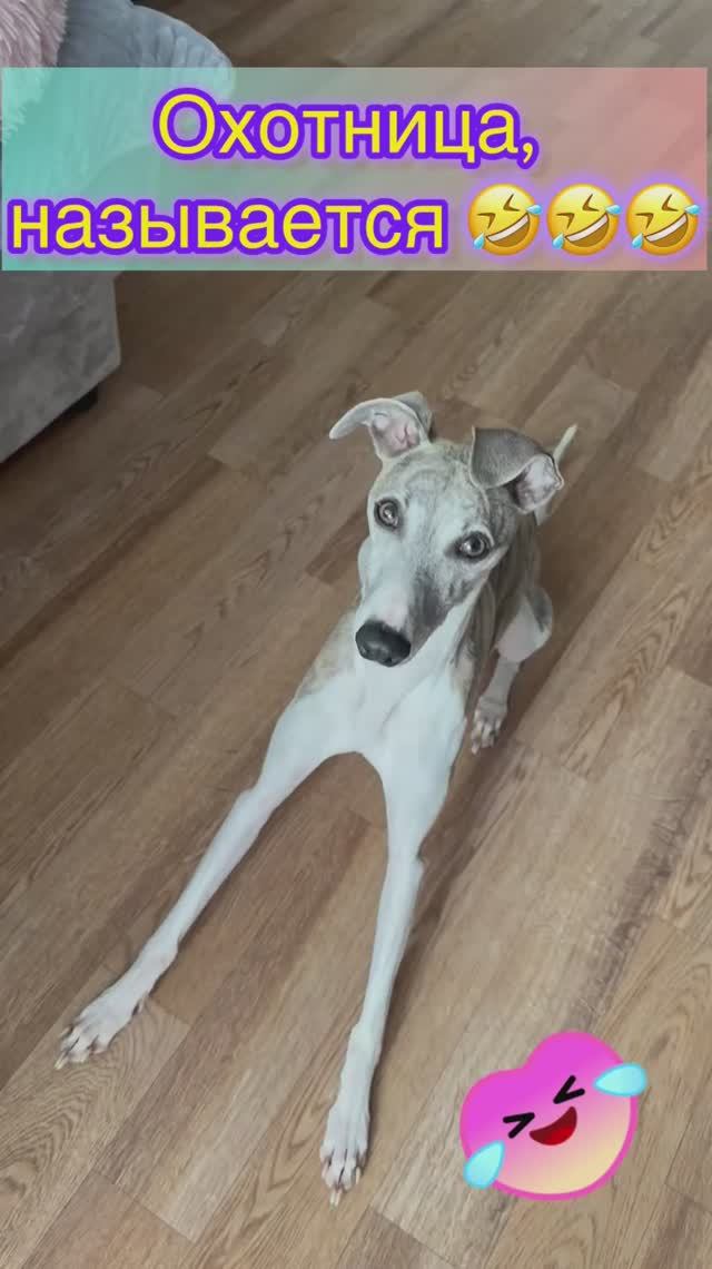 Юна 🐶 Охотница, называется😅