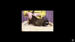 Котята питомника кошек  АЛЛЕГРО КЭТС