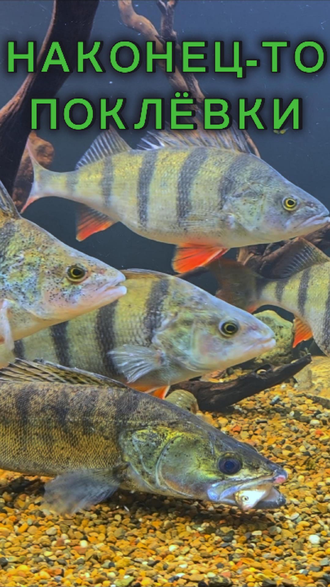 НАКОНЕЦ - ТО ПОКЛЁВКИ!