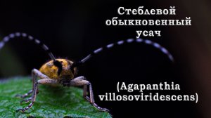 Стеблевой обыкновенный усач (Agapanthia villosoviridescens)