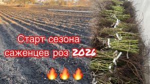 Старт сезона саженцев роз 2026!!