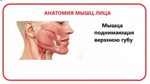 Мышца поднимающая верхнюю губу
