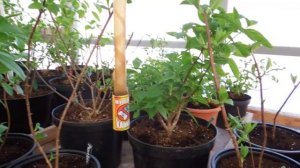 Blumuliis.Метельчатая гортензия,Черенкую одревесневшим черенком.