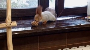 снежный вторник в диком зоопарке