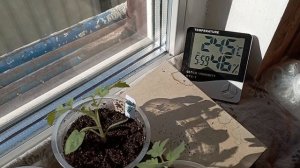 Обзор рассады 24.03.2026