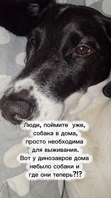 #суперсобака #юмор #собакарубик