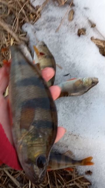 Рыбалка на небольшой речке, окунь на червя.