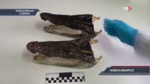 Телеканал «ТВЦ», программа «Петровка 38», 23.03.2026