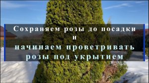 Сохраняем розы до посадки и начинаем проветривать розы под укрытием
