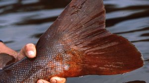 Истории про тайменей