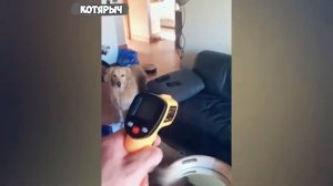 🐈_Упс,_это_не_мы!_😺_СМЕШНЫЕ_КОТЫ_и_СОБАКИ!_ДОМАШНИЕ_ЖИВОТНЫЕ_ОТЖИГАЮТ!