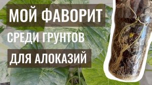 №124. Алоказия. Тестирую 3 новых грунта.
