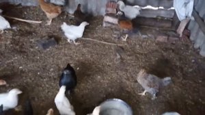 Разновозрастные ЦЫПЛЯТА / Как присоединить маленьких цыплят к большим? / Квочка и цыплята Хохлатые