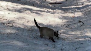 Часть 54. Кошка и пес ходят гулять вместе